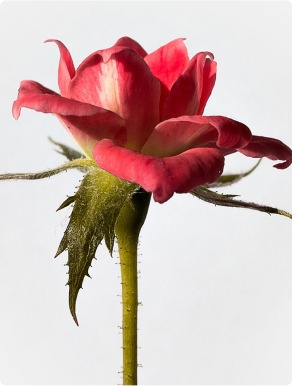 الورود البرية - Fiorello