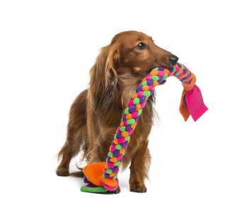 DIY Hundespielzeug-Ideen - Petfinder